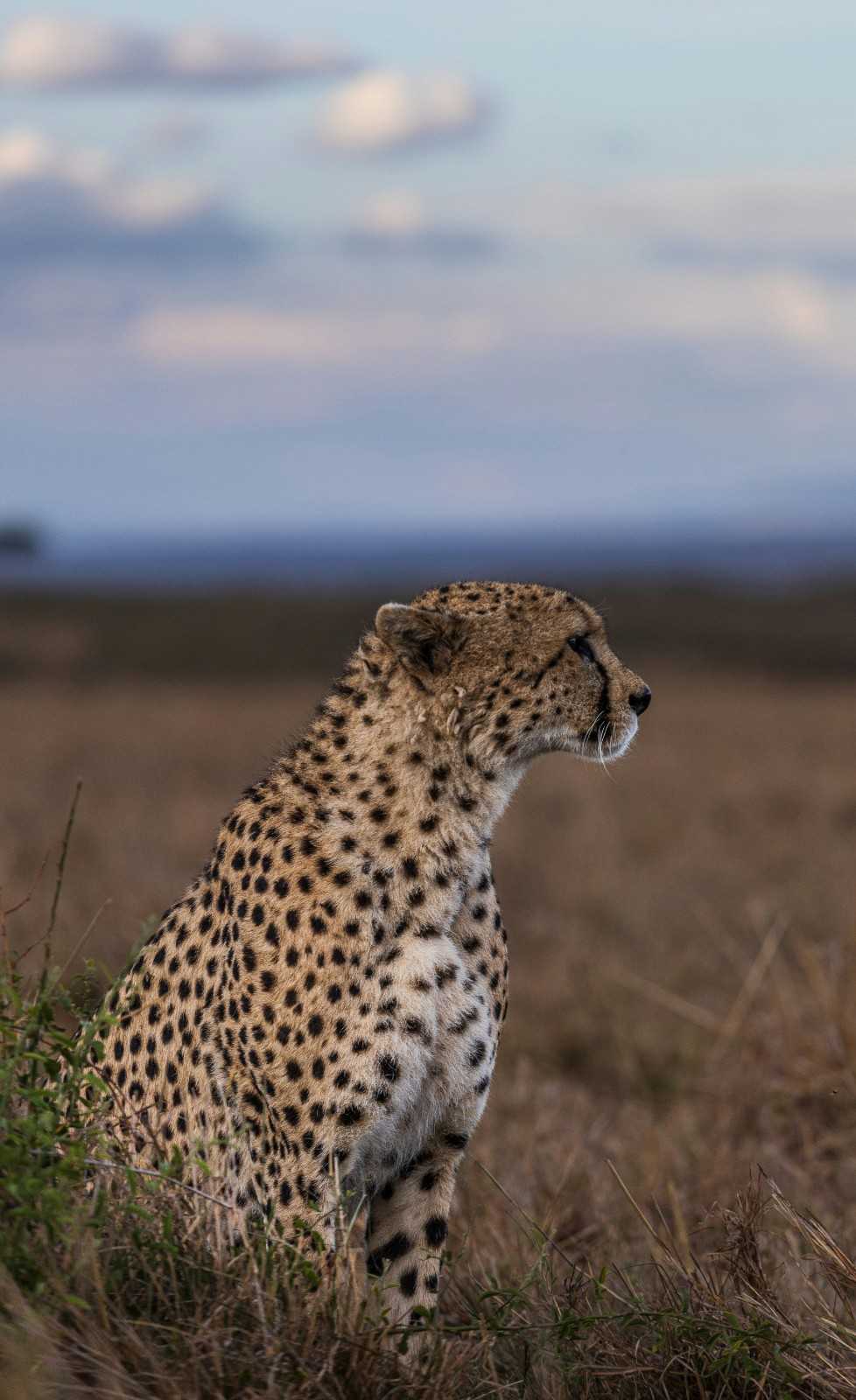 Tanzania safari wildlife viewing experience