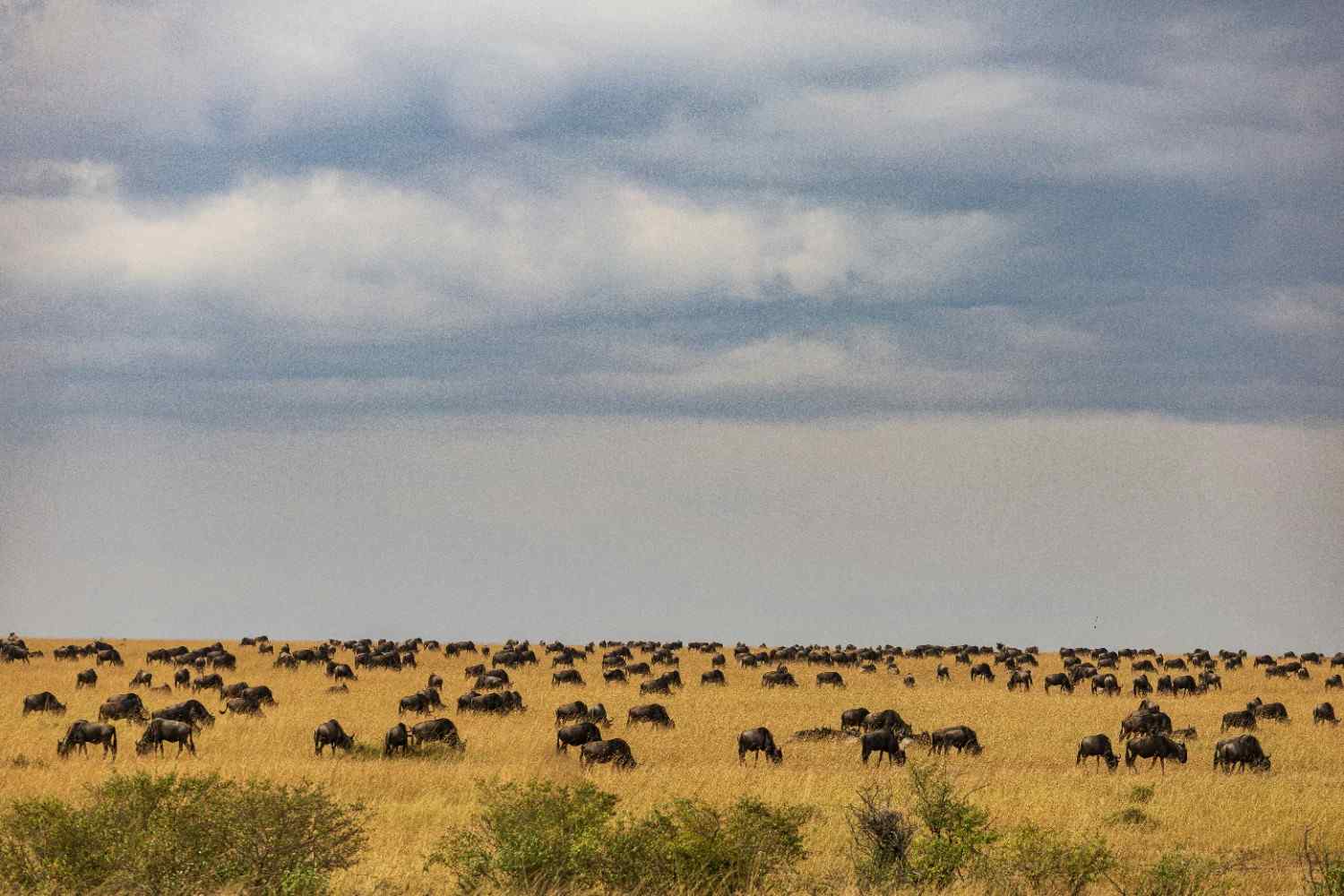 Group travel safari experience in Tanzania